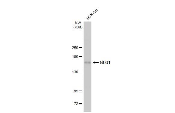 Golgi Glycoprotein 1/GLG1 Antibody