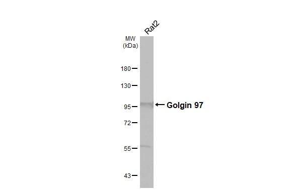 Golgin 97 Antibody - BSA Free