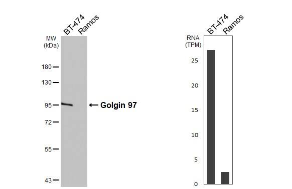 Golgin 97 Antibody - BSA Free