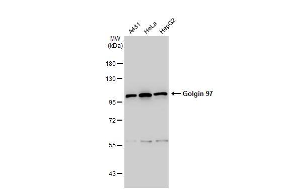 Golgin 97 Antibody - BSA Free