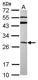 GRAP Antibody