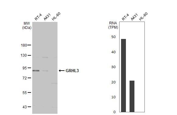 GRHL3 Antibody - BSA Free