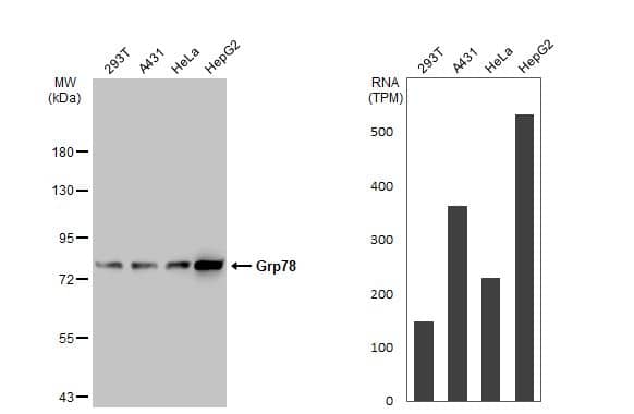 GRP78/HSPA5 Antibody