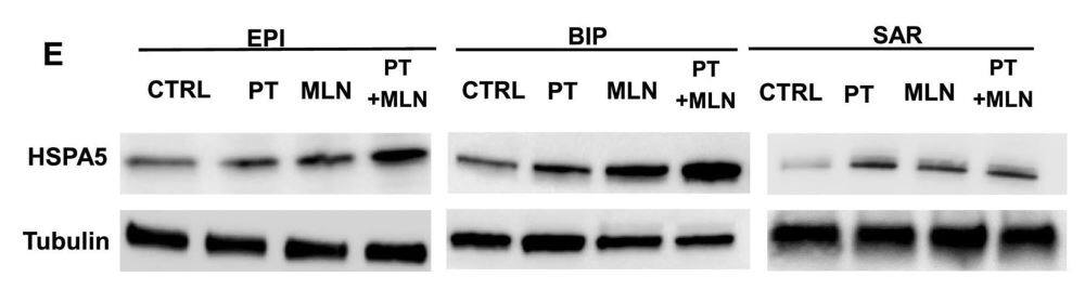 GRP78/HSPA5 Antibody