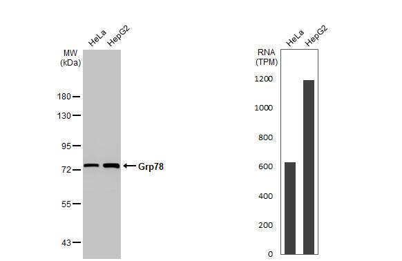 GRP78/HSPA5 Antibody - BSA Free