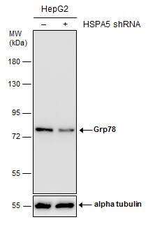 GRP78/HSPA5 Antibody - BSA Free