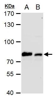 GRP78/HSPA5 Antibody - BSA Free