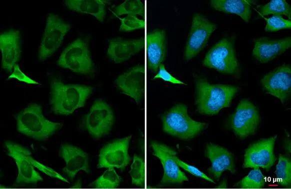 GSPT1 Antibody - Azide and BSA Free