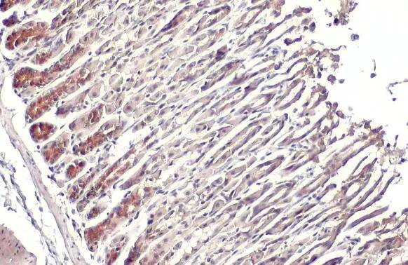 GSPT1 Antibody - Azide and BSA Free