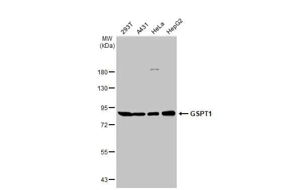 GSPT1 Antibody - Azide and BSA Free