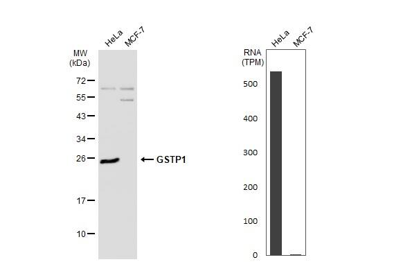 Glutathione S-Transferase pi 1/GSTP1 Antibody - BSA Free