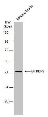 GTPBP9 Antibody - BSA Free
