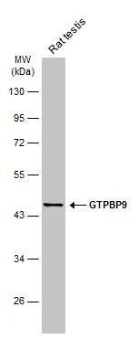 GTPBP9 Antibody - BSA Free