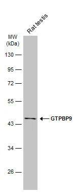 GTPBP9 Antibody - BSA Free