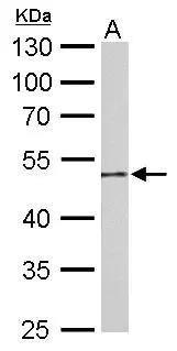 Guanine deaminase Antibody - BSA Free