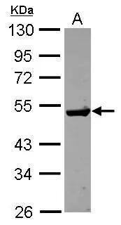 Guanine deaminase Antibody - BSA Free