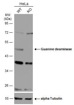 Guanine deaminase Antibody - BSA Free
