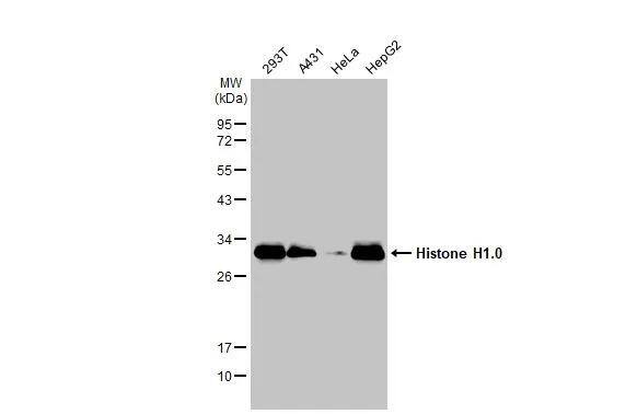H1F0 Antibody