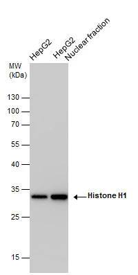 H1F0 Antibody