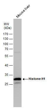H1F0 Antibody