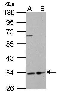HADH Antibody
