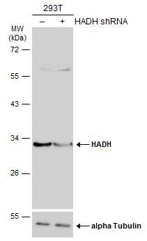 HADH Antibody