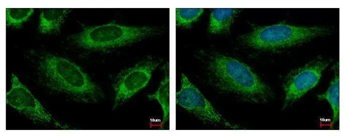 HADH Antibody - BSA Free