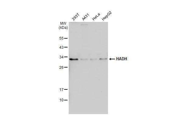 HADH Antibody - BSA Free