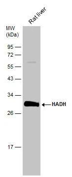 HADH Antibody - BSA Free