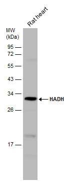 HADH Antibody - BSA Free