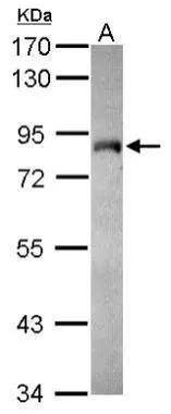 HBO1 Antibody