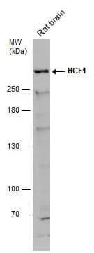 Host Cell Factor 1/HCFC1 Antibody - BSA Free