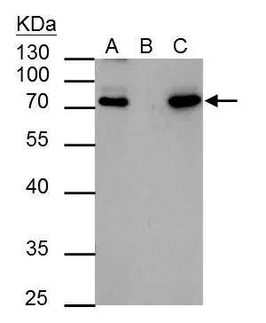 HCLS1 Antibody - BSA Free