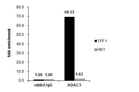HDAC3 Antibody - BSA Free