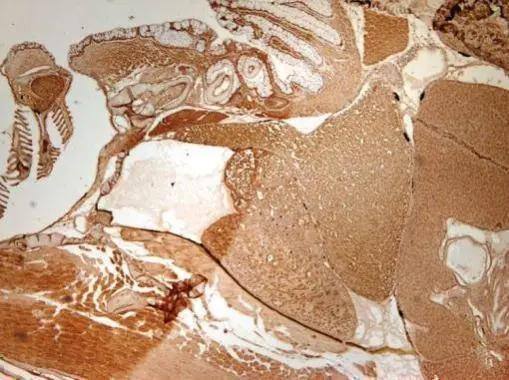 HDAC3 Antibody - BSA Free