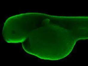 HDAC3 Antibody - BSA Free