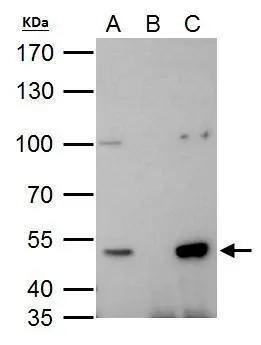 HDAC3 Antibody - BSA Free