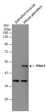 HDAC3 Antibody - BSA Free