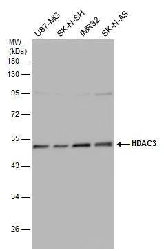 HDAC3 Antibody - BSA Free