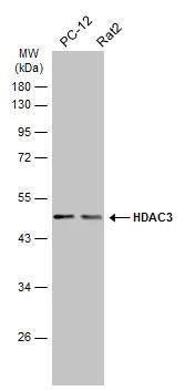 HDAC3 Antibody - BSA Free