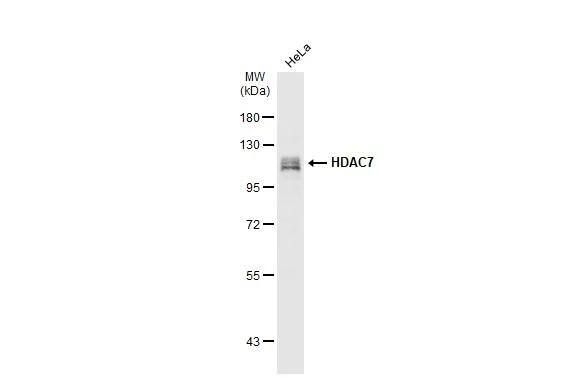 HDAC7 Antibody - BSA Free