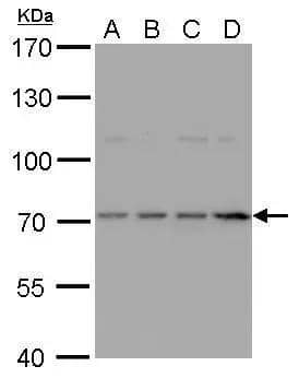 HDC Antibody - BSA Free