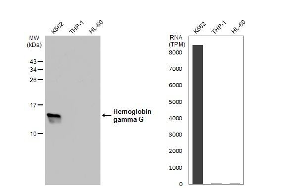 HBG1/2 Antibody