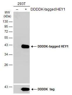 HEY1 Antibody - BSA Free