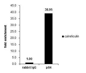 hHpr1-p84-Thoc1 Antibody