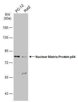 hHpr1-p84-Thoc1 Antibody