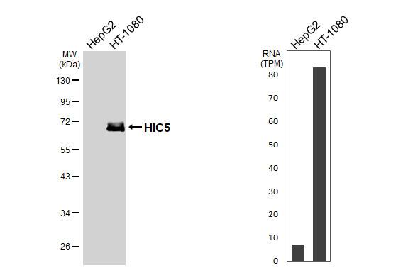 HIC5/TGFB1I1 Antibody - BSA Free