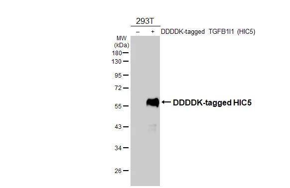 HIC5/TGFB1I1 Antibody - BSA Free
