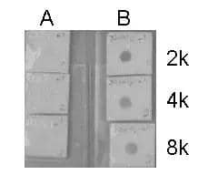 HIST1H3A Antibody