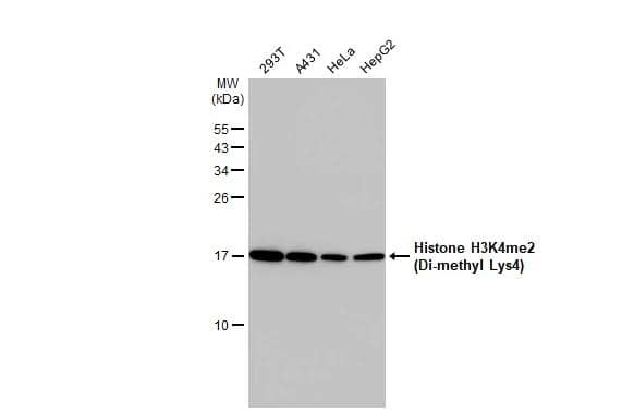 HIST1H3A Antibody